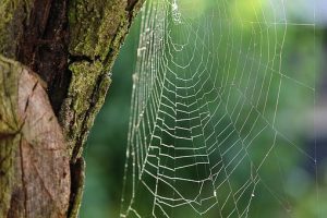 Spinnennetz im Wald